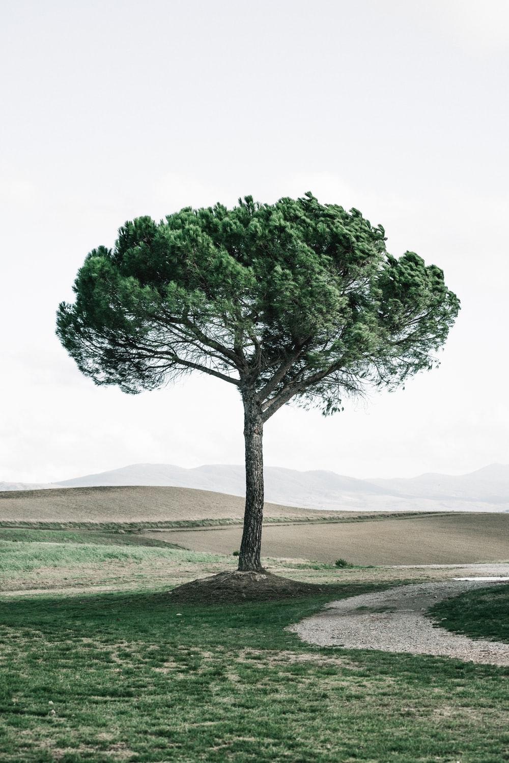 1000x1500 iPhone 6 Plus Wallpaper: Free HD Download [HQ]