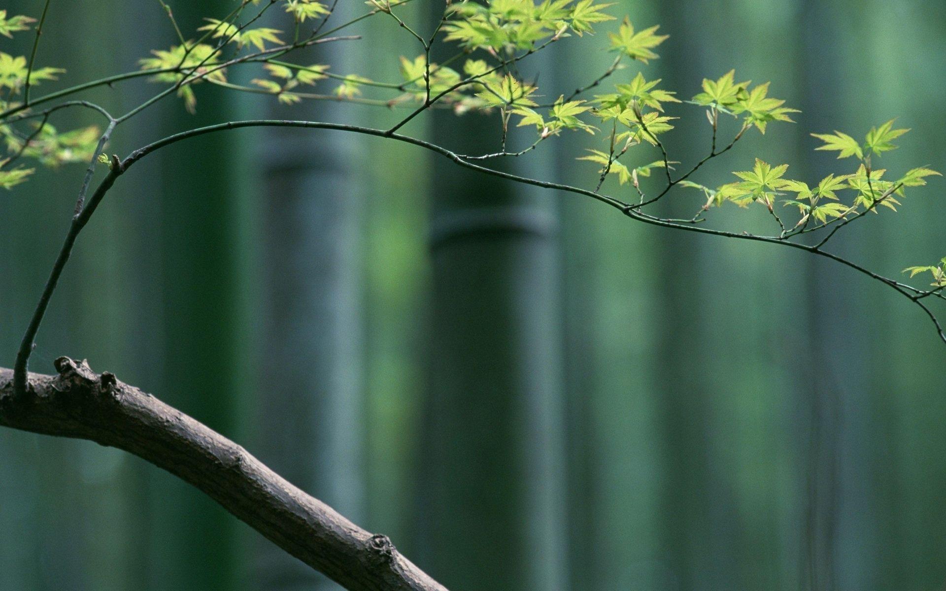 1920x1200 Free Download Bamboo Background 001