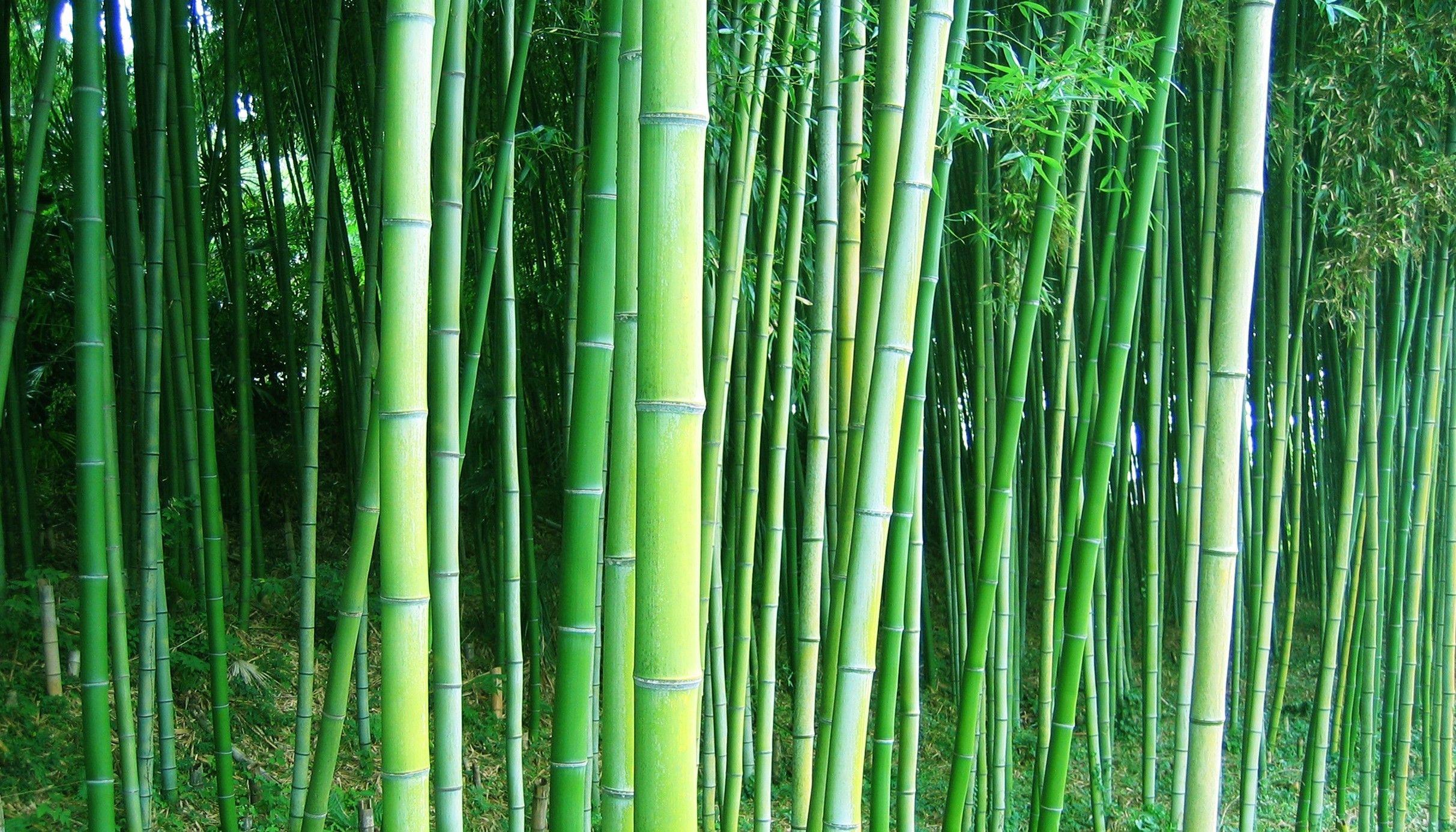 2425x1386 Download Wallpaper Bamboo Forest Trees Free Desktop Wallpaper In
