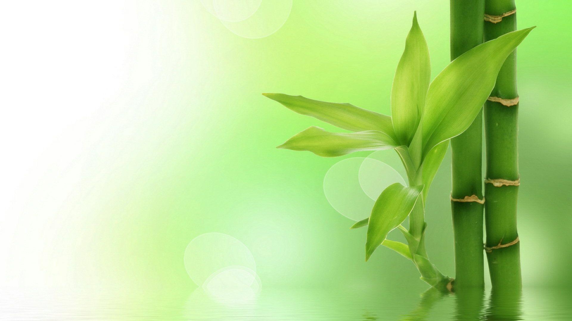 1920x1080 Wallpaper.wiki Bamboo HD Resolution Desktop Picture PIC WPE004116