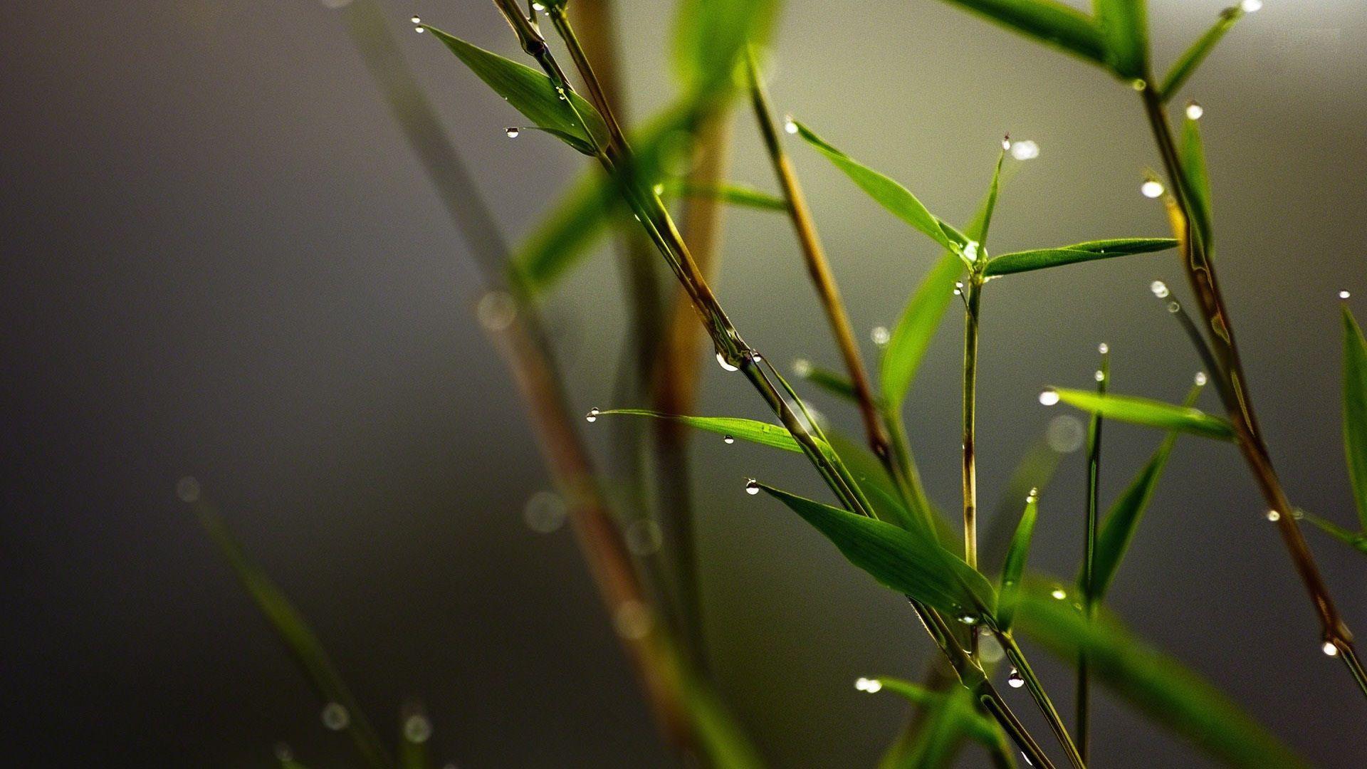 1920x1080 Dew, Drops, On, Bamboo, Desktop, Background, Wallpaper, Photo