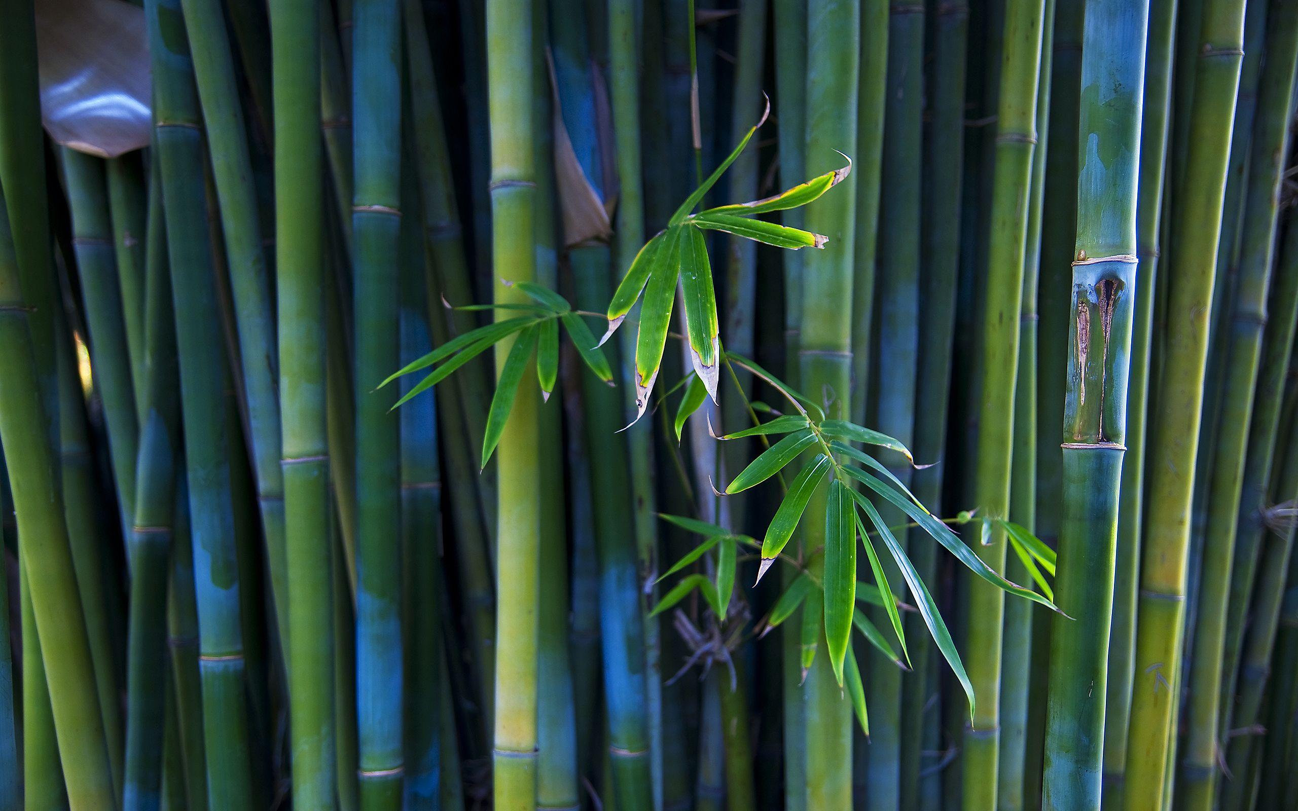 2560x1600 Bamboo