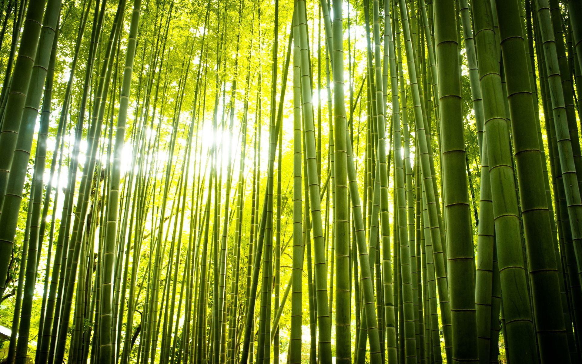 1920x1200 Free Desktop Bamboo Background