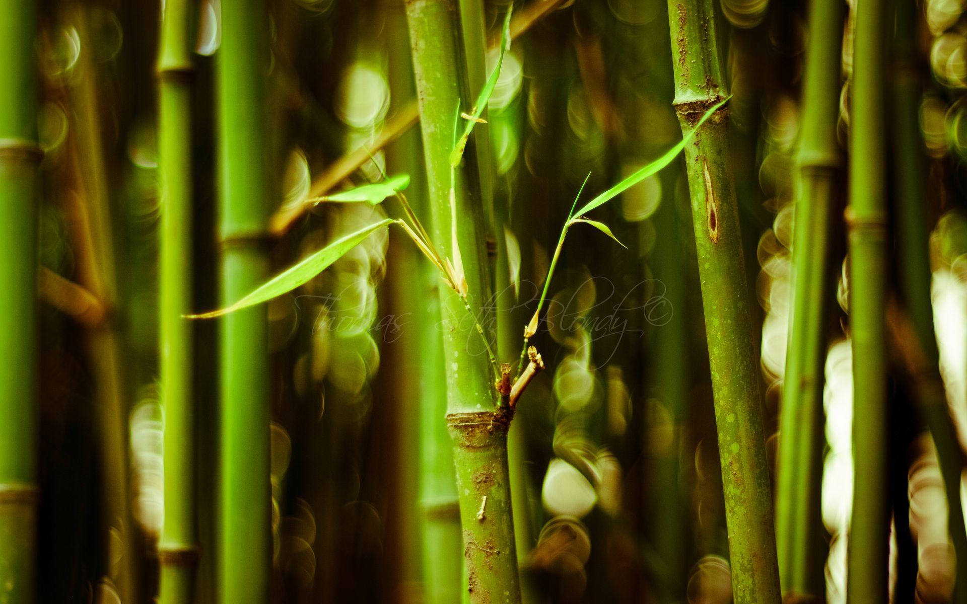 1920x1200 Desktop Bamboo HD Wallpaper