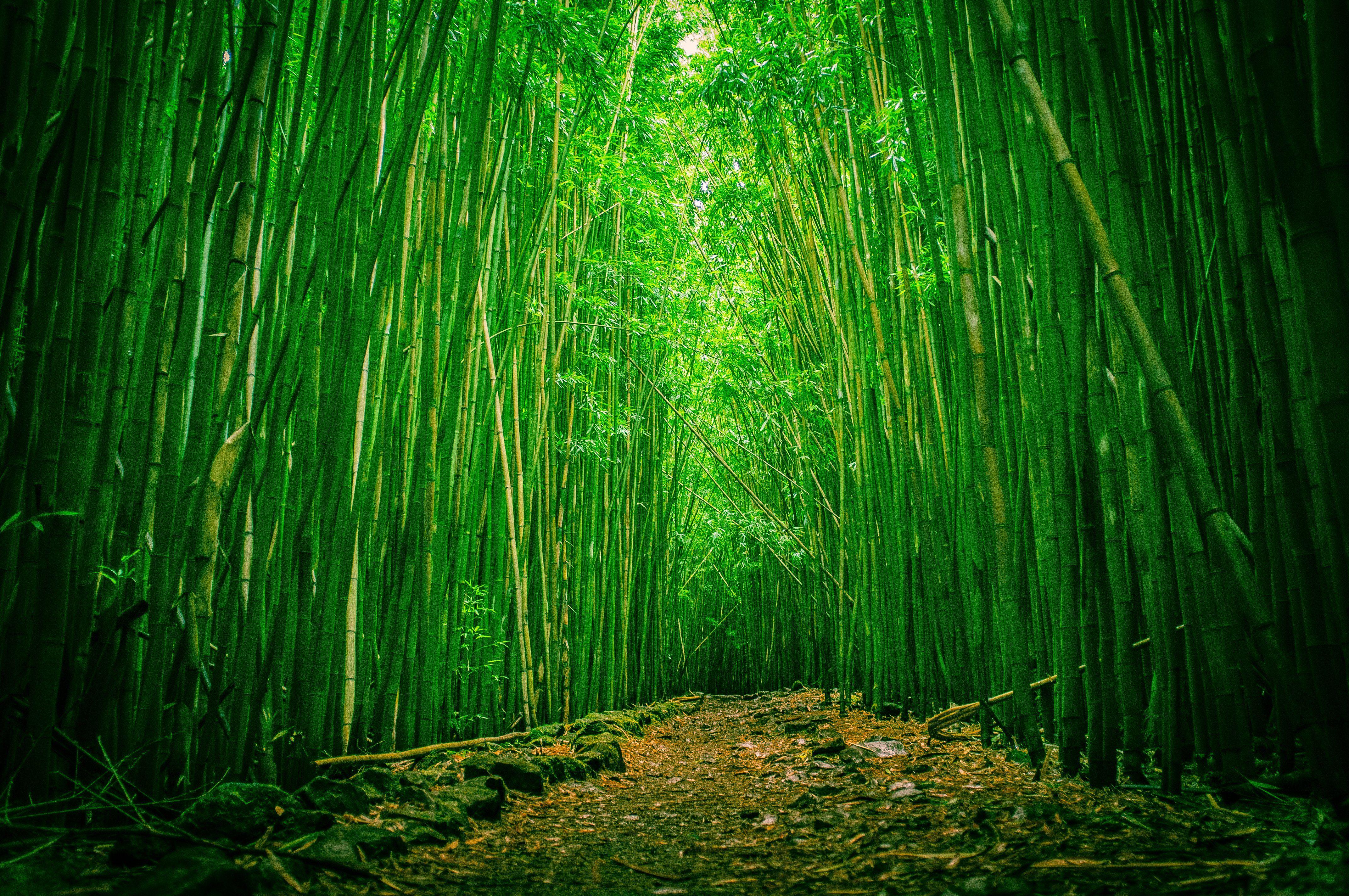 4288x2848 Clearing bamboo wood forest wallpaperx2848