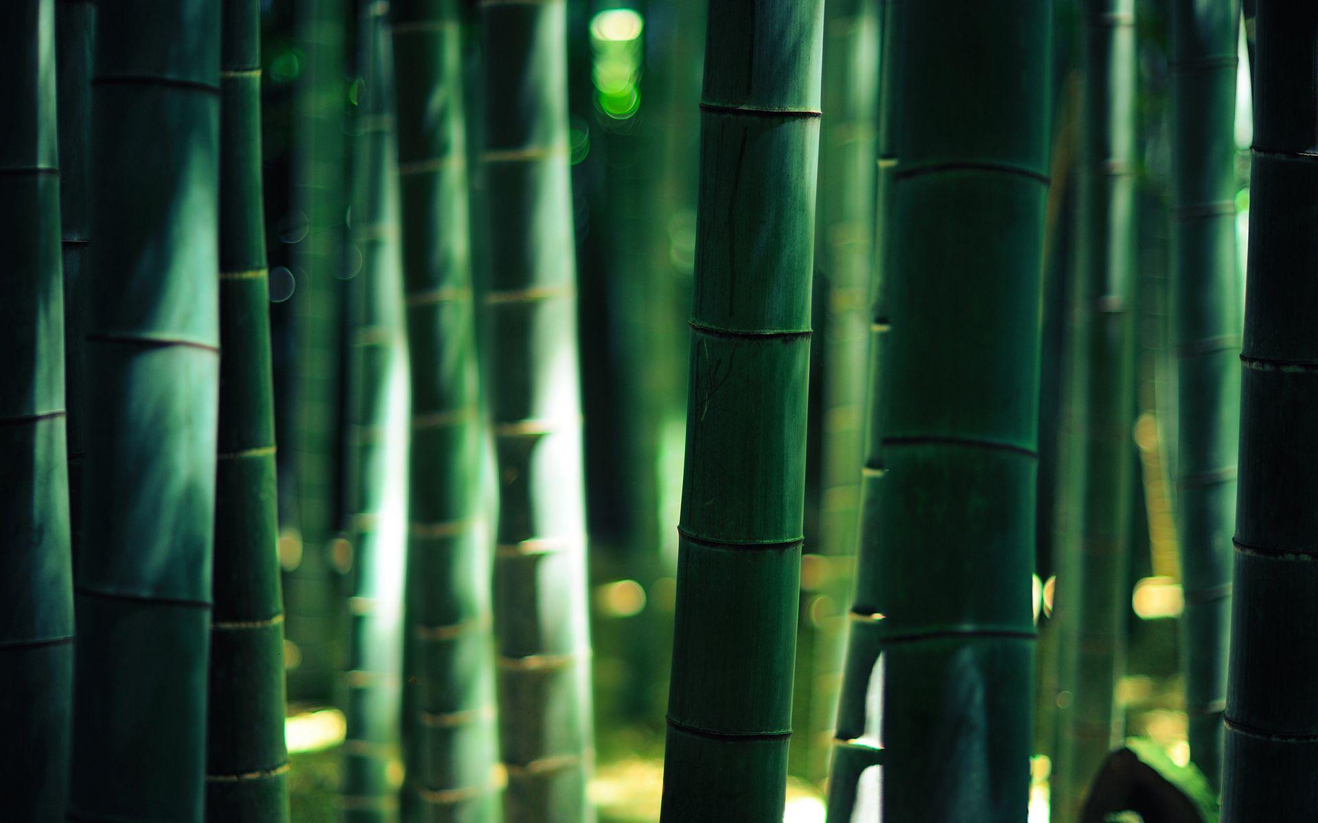 1920x1200 Bamboo Wood Forest Golden Light Free Wallpaper HD