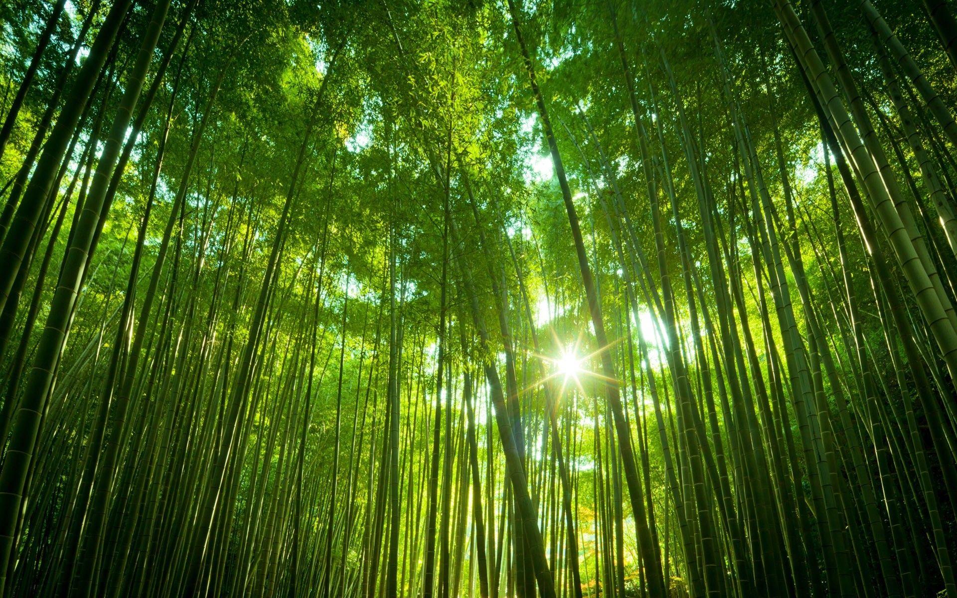1920x1200 Bamboo Wallpaper background picture