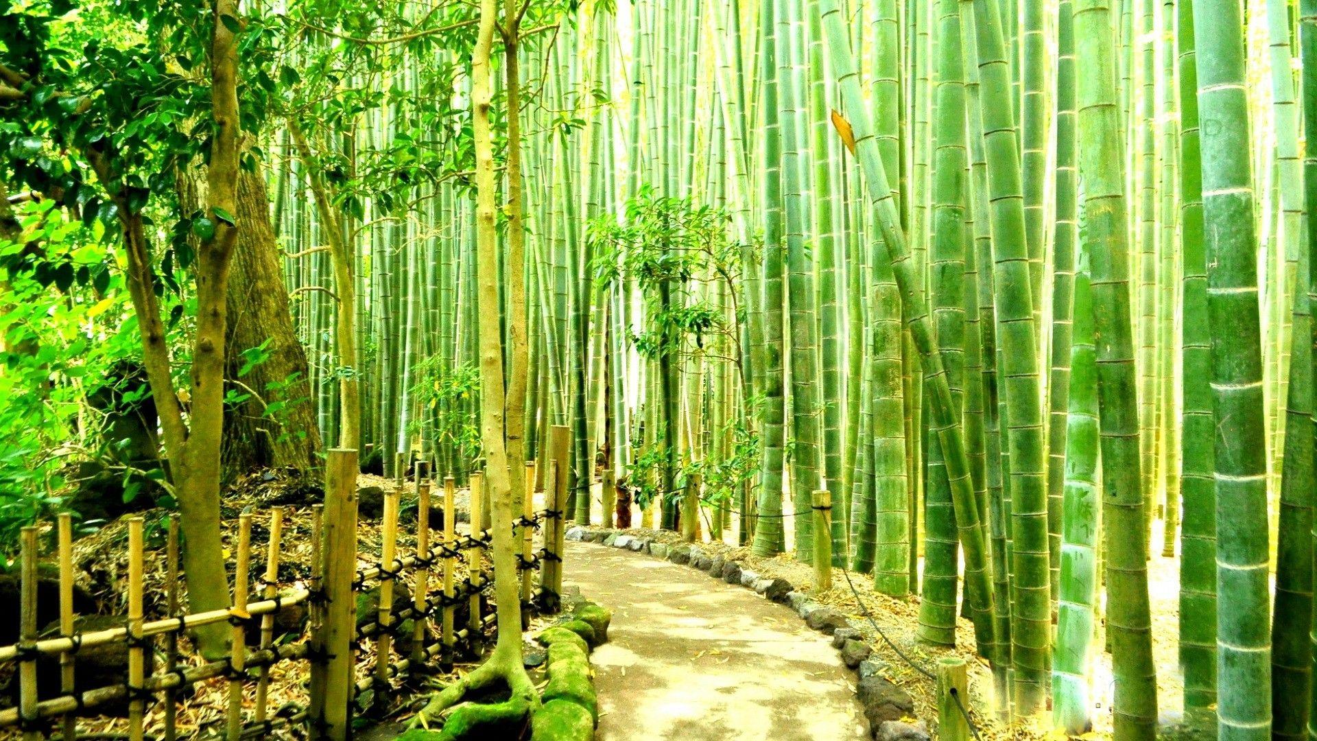 1920x1080 Bamboo Desktop Wallpaper