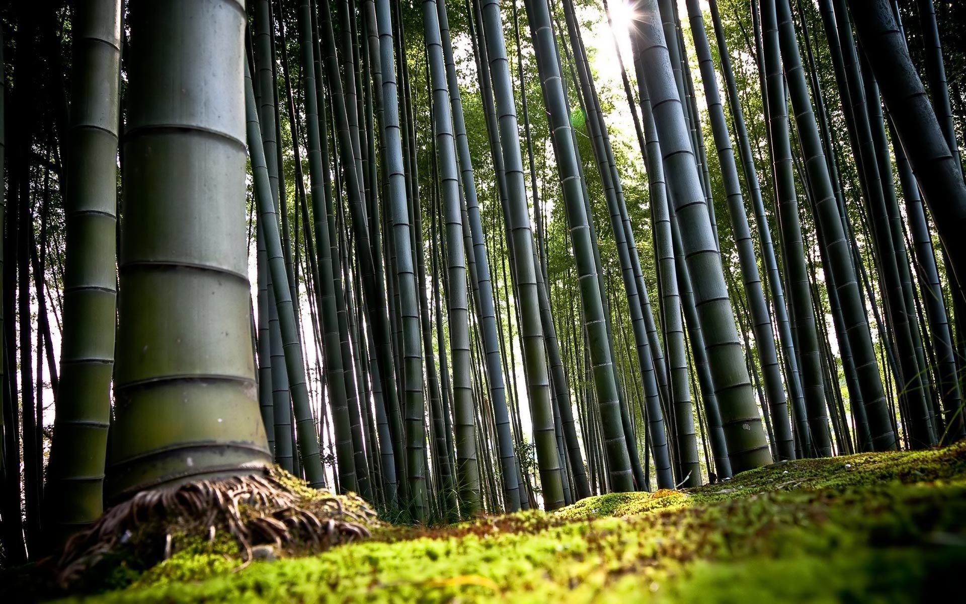 1920x1200 HD Bamboo Background Image HD Desktop Wallpaper Wide Free