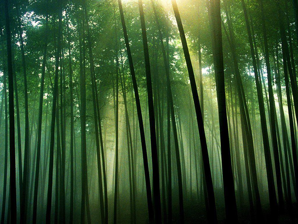 1024x768 Wallpaper Of Bamboo Forest Japan Computer HD Mobile Phones
