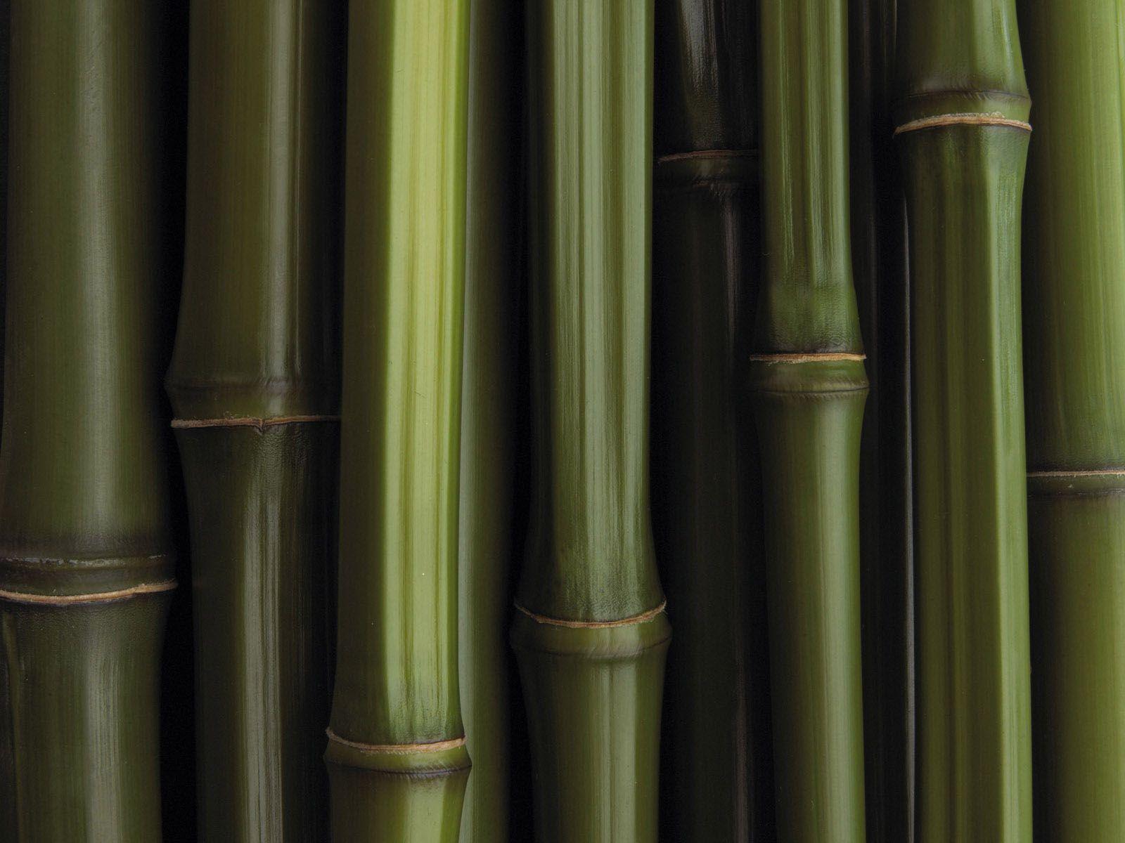 Bamboo Computer Wallpapers - Top Free Bamboo Computer Backgrounds ...