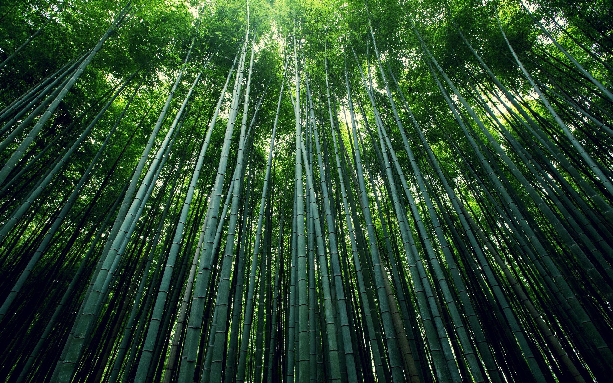 2560x1600 Bamboo Forest Japan Computer Wallpaper
