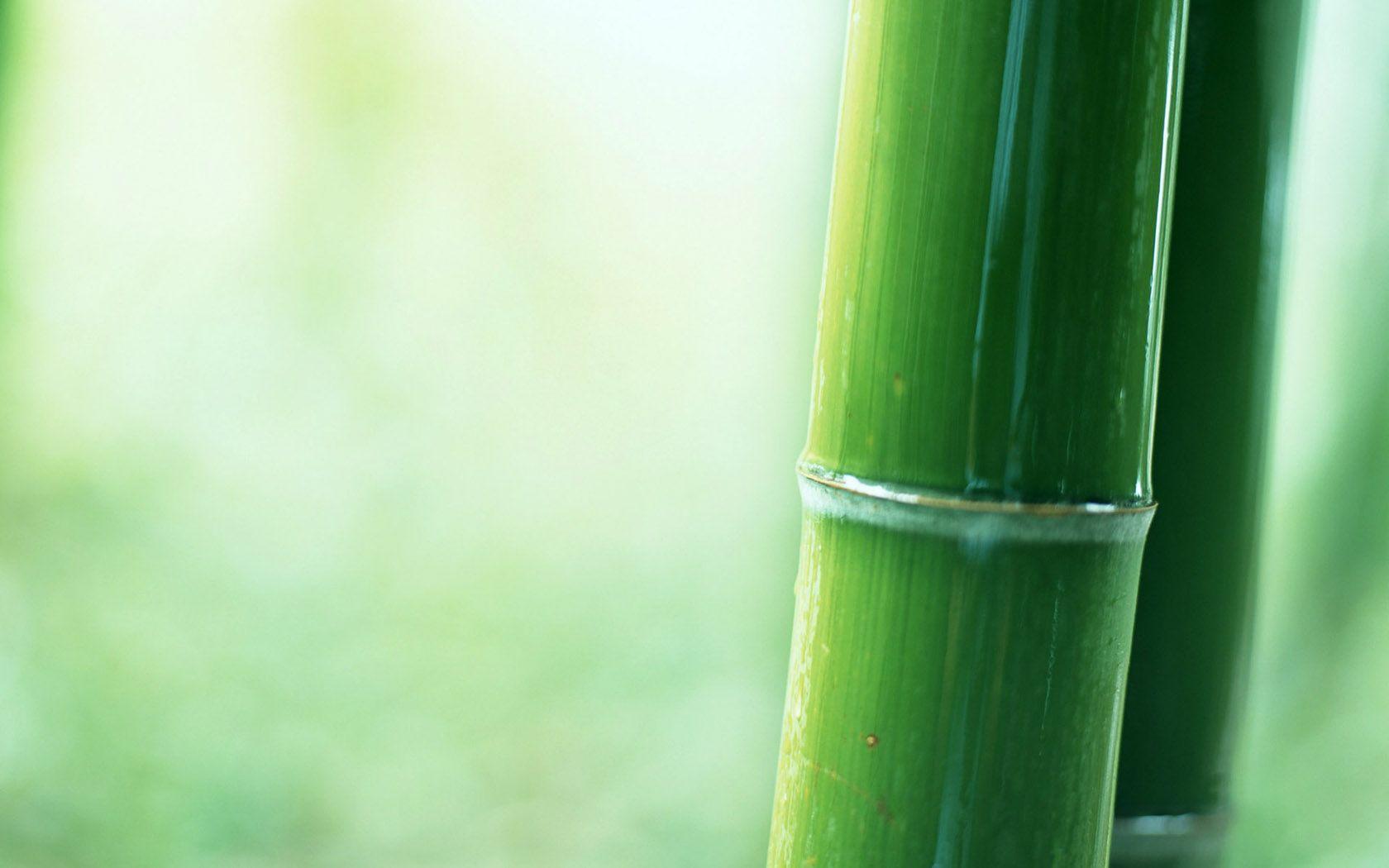 1680x1050 Lush Bamboo Forest Photography 1680x1050 NO.27 Desktop Wallpaper