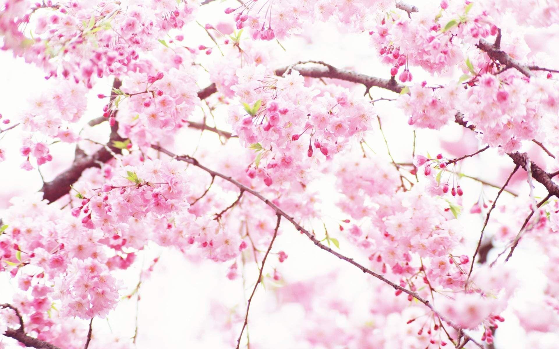 1920x1200 Pink Flowers Wallpaper for Desk×768 Pink Flowers Wallpaper (50 Wallpaper). A. Pink flowers background, White flower wallpaper, Pink flowers wallpaper