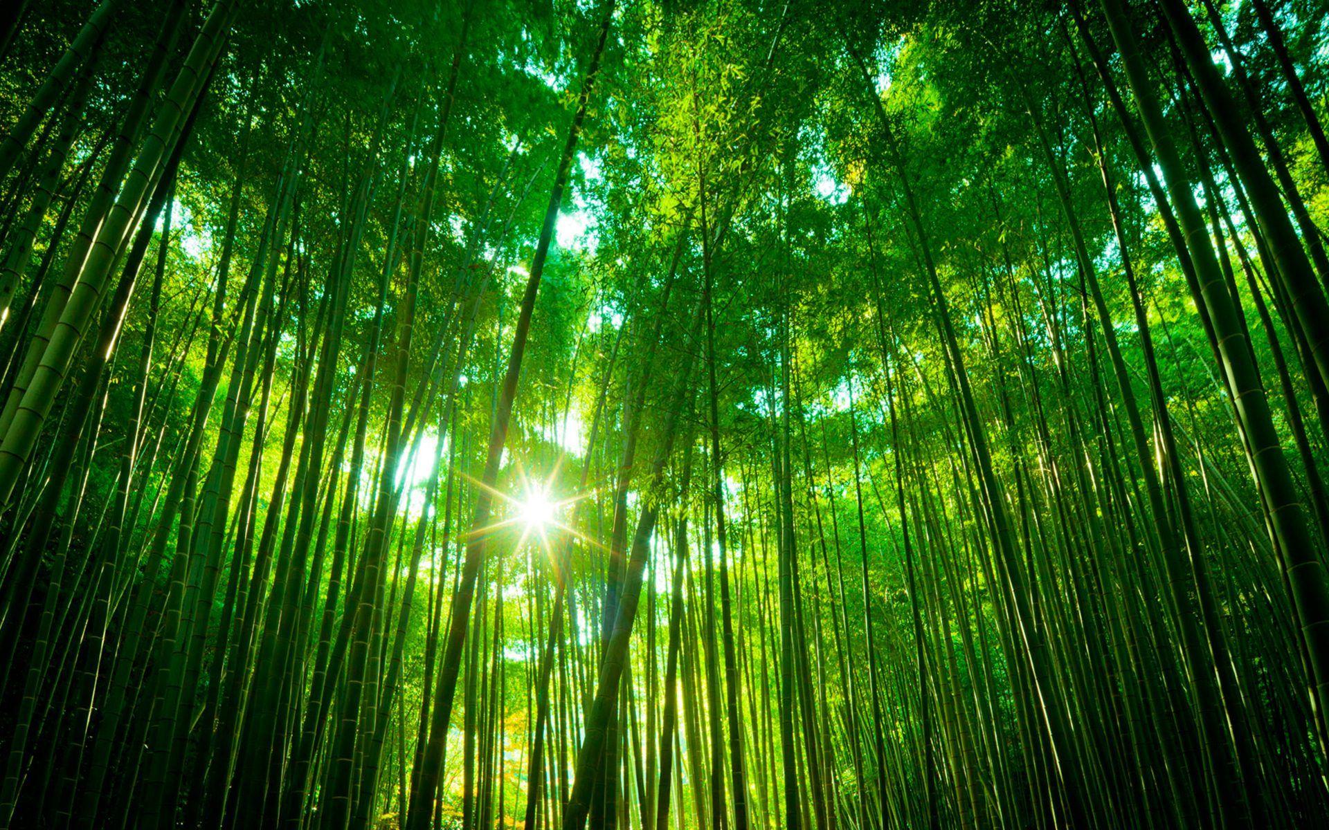 1920x1200 HD Beech Forest Bamboo Amazing Background Image Wide Desktop