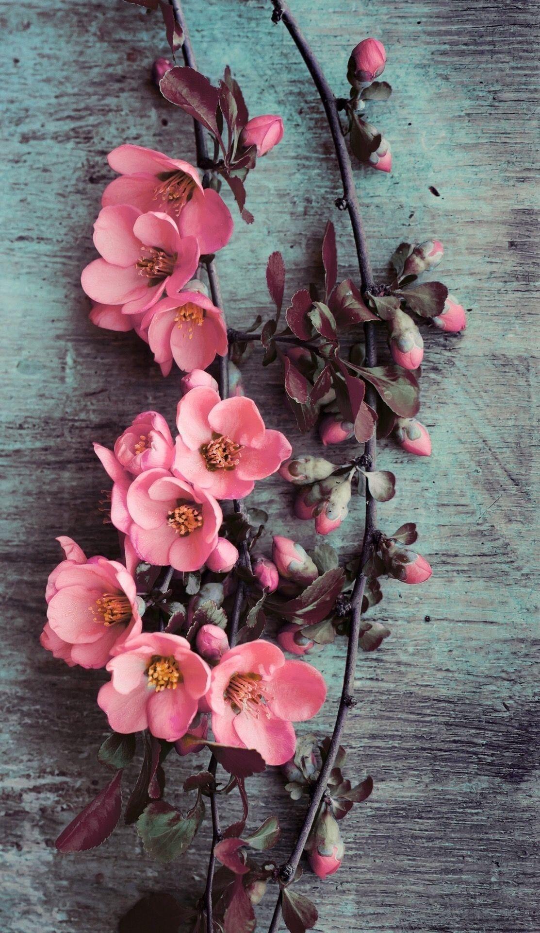 1113x1920 Pink Flower iPhone Wallpaper
