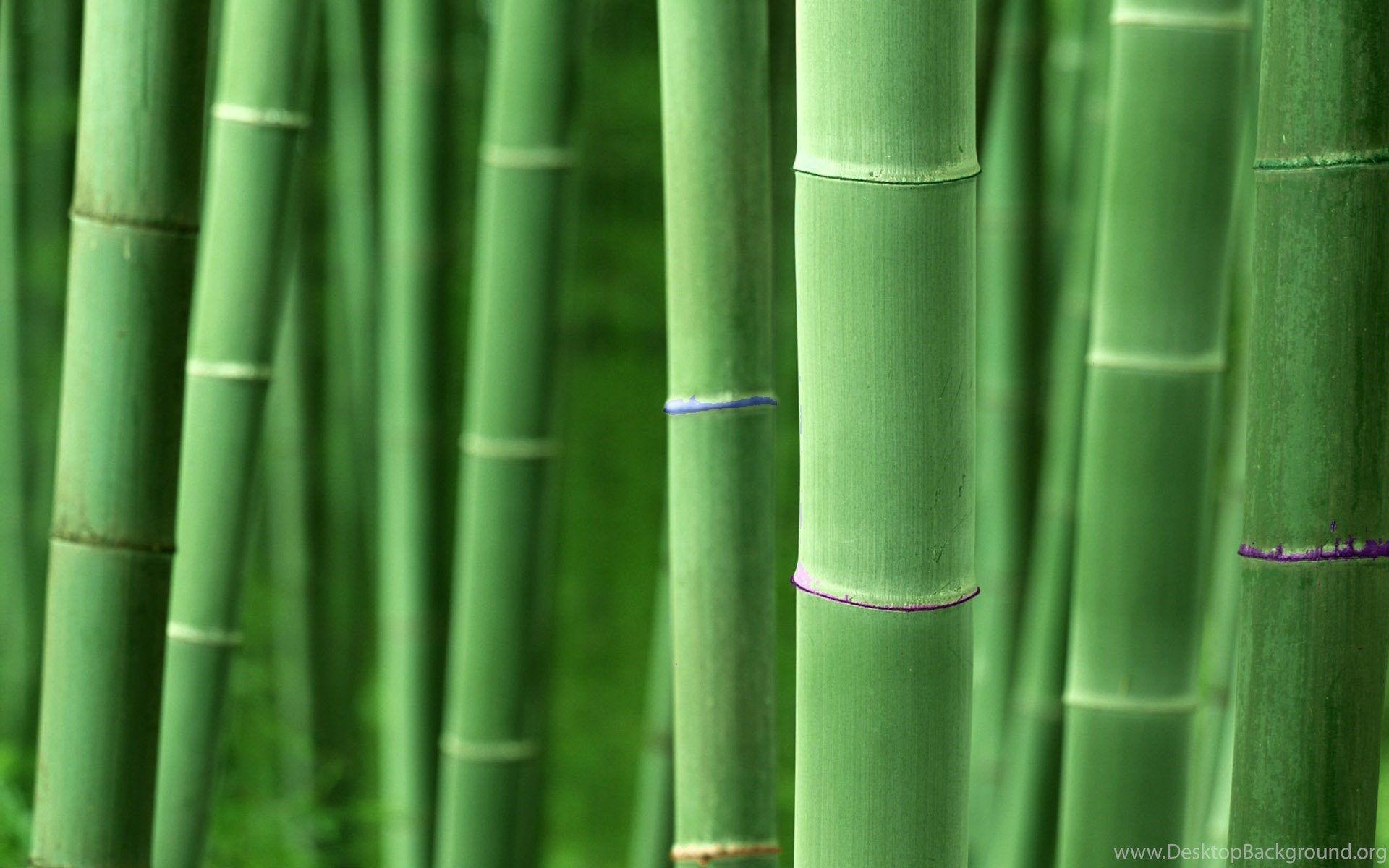 1920x1200 Bamboo Computer Wallpaper, Desktop Background Desktop Background