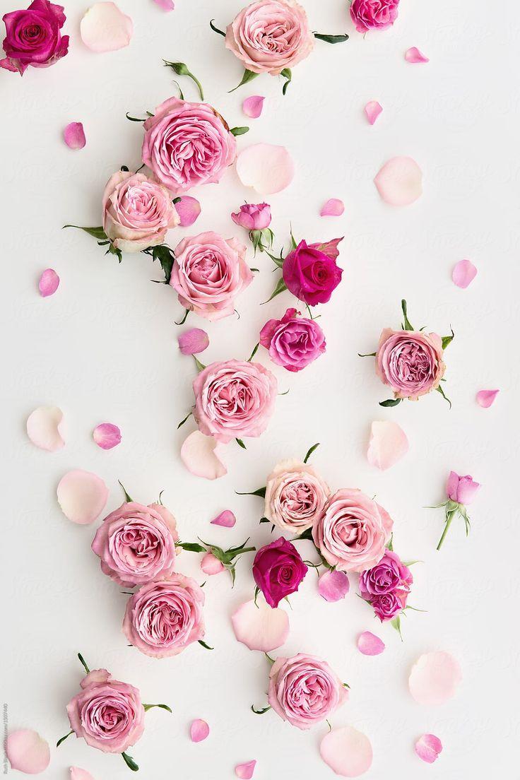 736x1104 Rose Background On White by Ruth Black, Rose. Floral wallpaper phone, Floral wallpaper iphone, Flower phone wallpaper