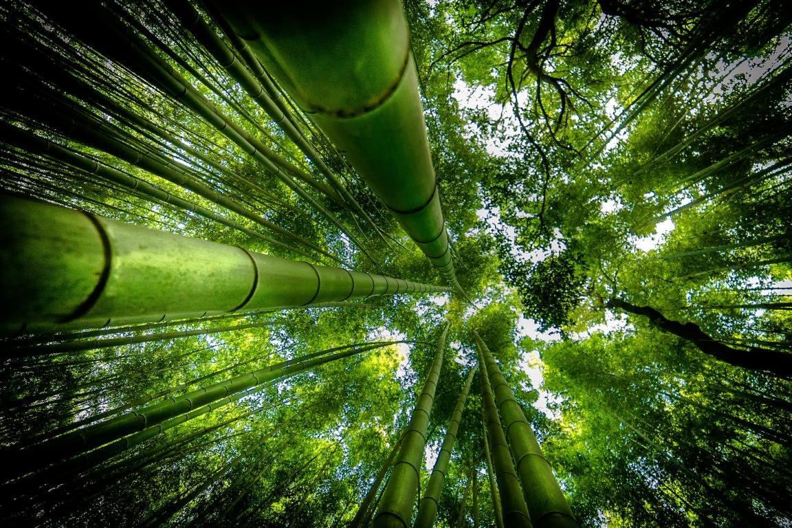 1152x768 Free download Bamboo wallpaper HD 1152x768 for computer