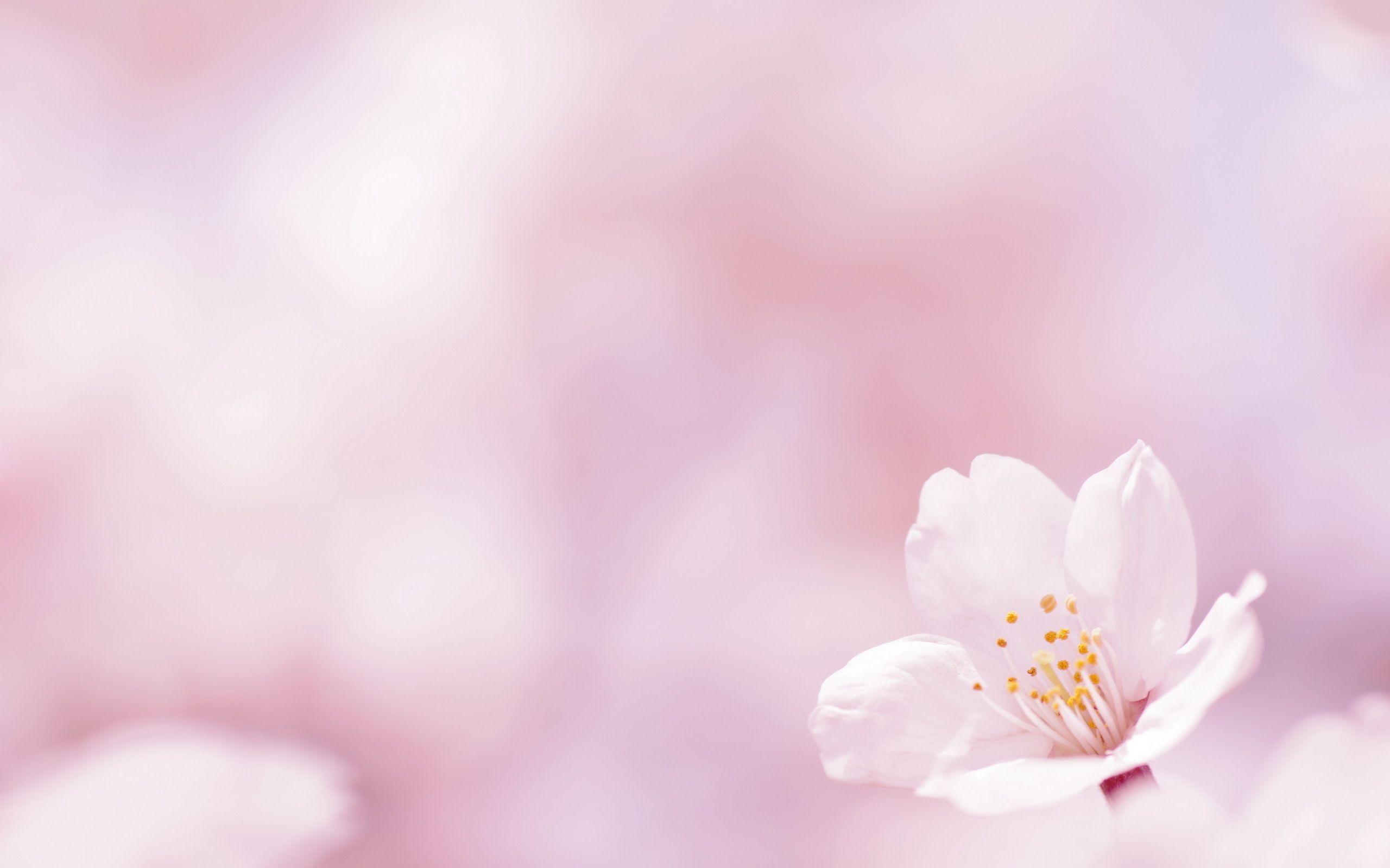 2560x1600 Pink Flower Desktop Wallpaper