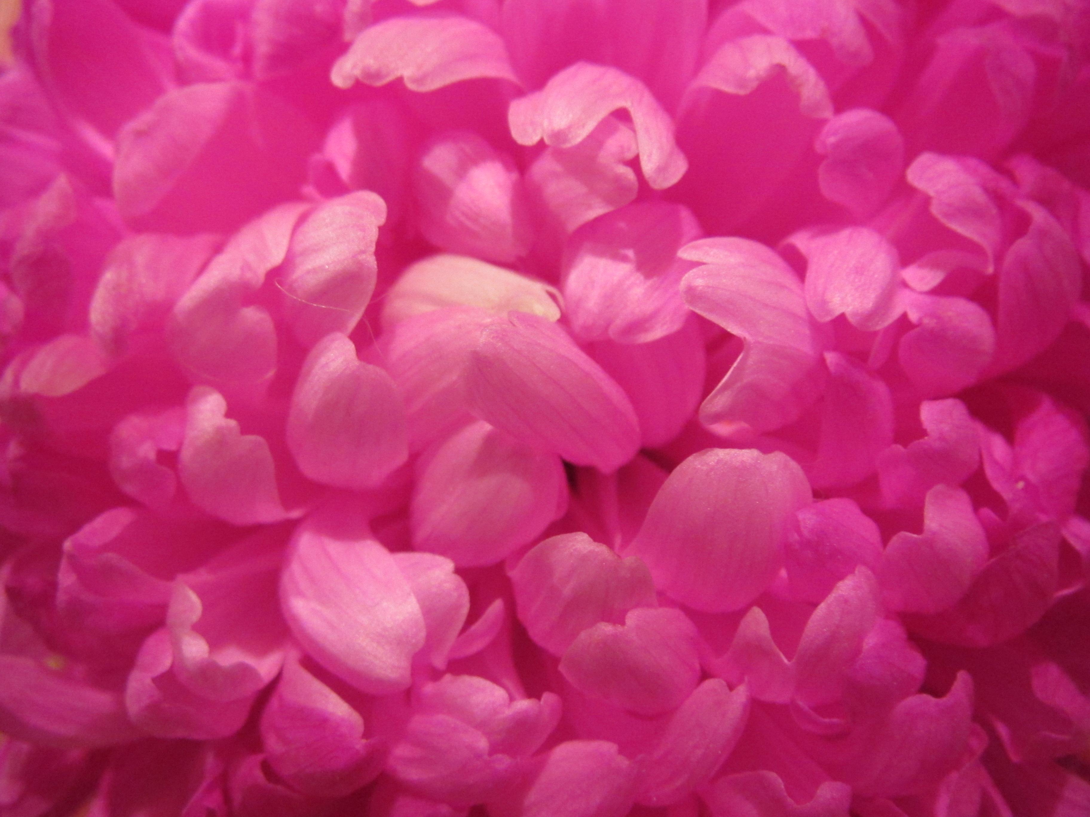3648x2736 Free photo: Pink flower wallpaper, Color, Flora