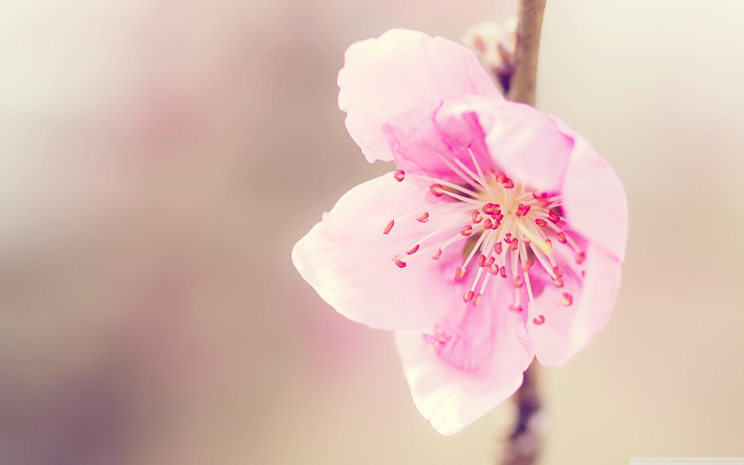 2560x1600 Pretty Pink Flower Ultra HD Desktop Background Wallpaper for 4K UHD TV : Tablet