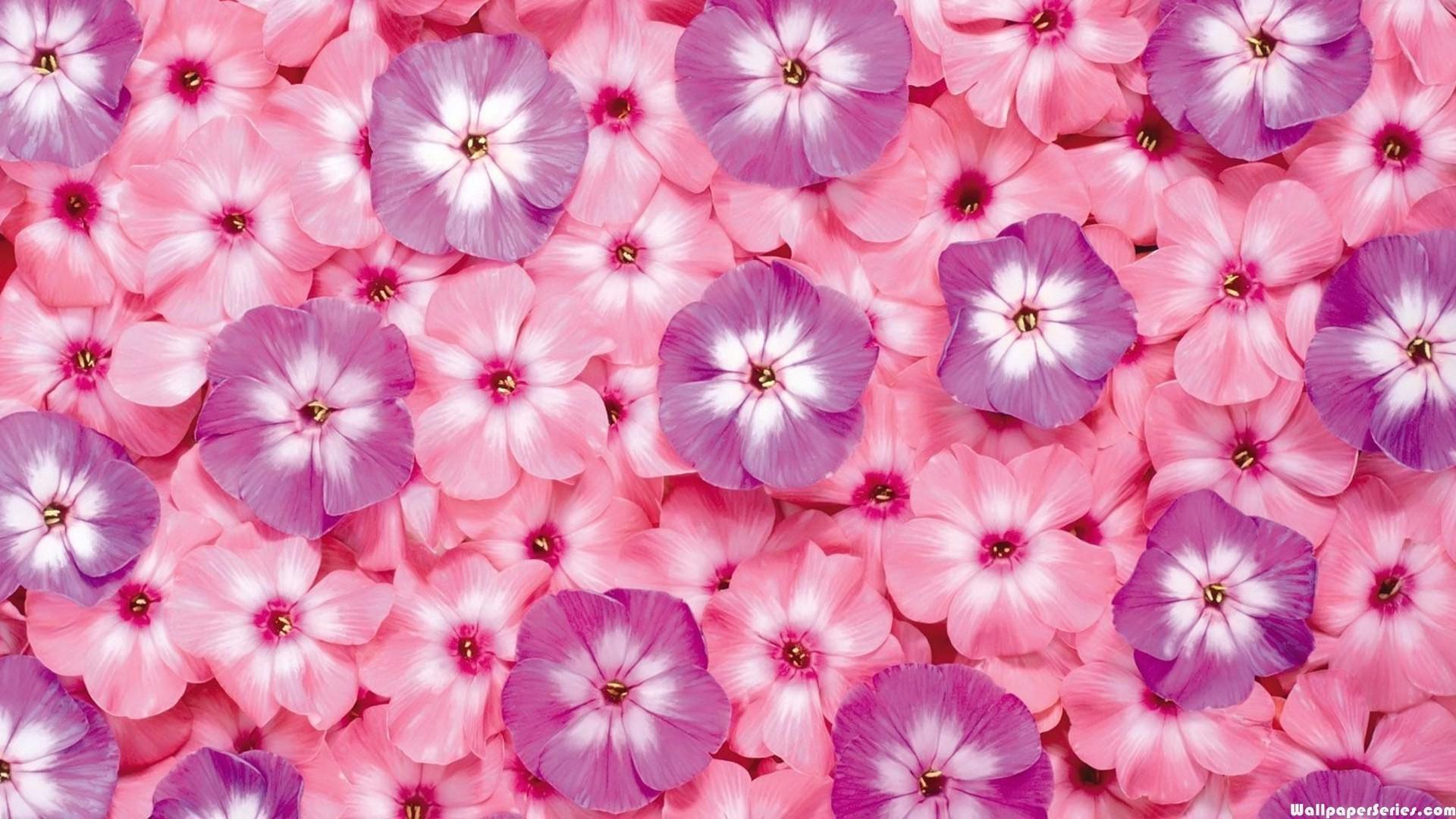 1920x1080 Hd Pink And Purple Flower Pattern Wallpaper Flower Wallpaper Flowers Background