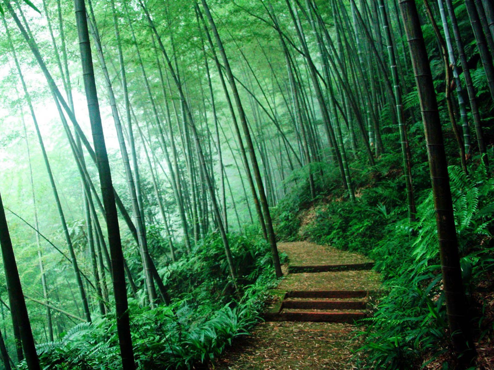 1600x1200 Japanese Bamboo Forest Wallpaper 8 X 1200