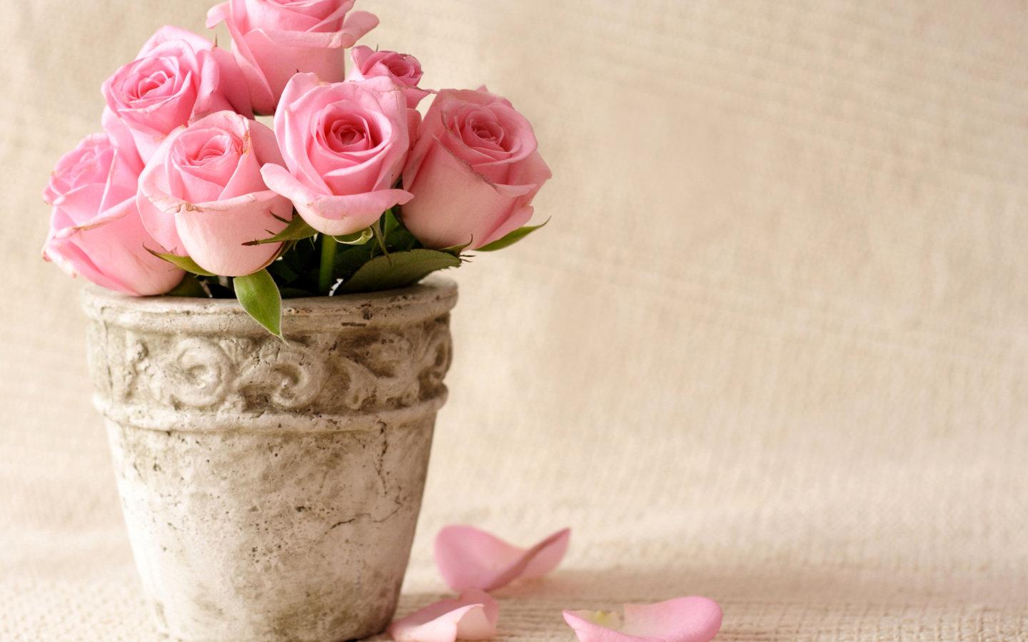 1440x900 Free download Beautiful Pink Flowers Petals HD Wallpaper Beautiful Pink Flowers [1440x900] for your Desktop, Mobile & Tablet. Explore Pink Flower Desktop Wallpaper. Pink Wallpaper For Desktop, Pink Flower