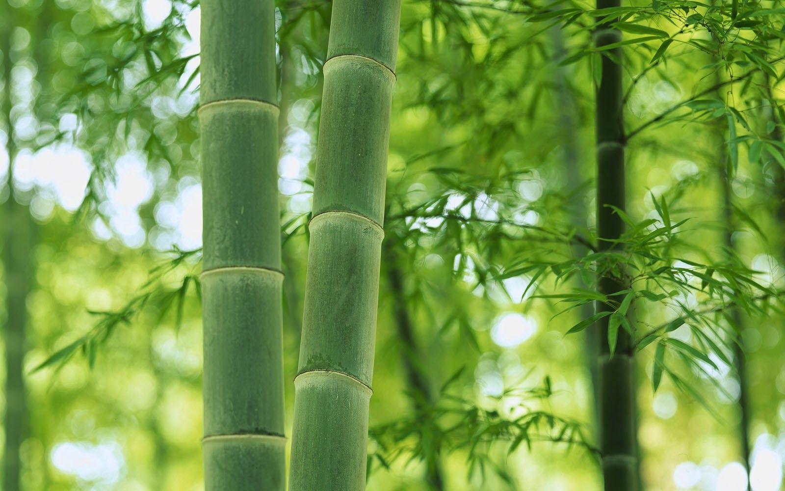 1600x1000 Group of Bamboo Desktop Wallpaper 5