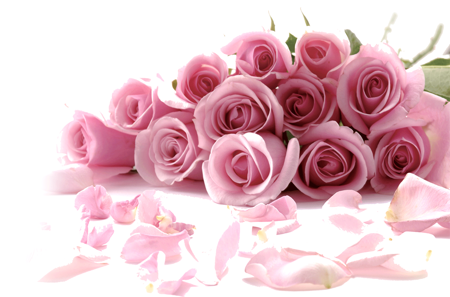 1537x1015 Rose Flower Wallpaper Happy Valentines Day