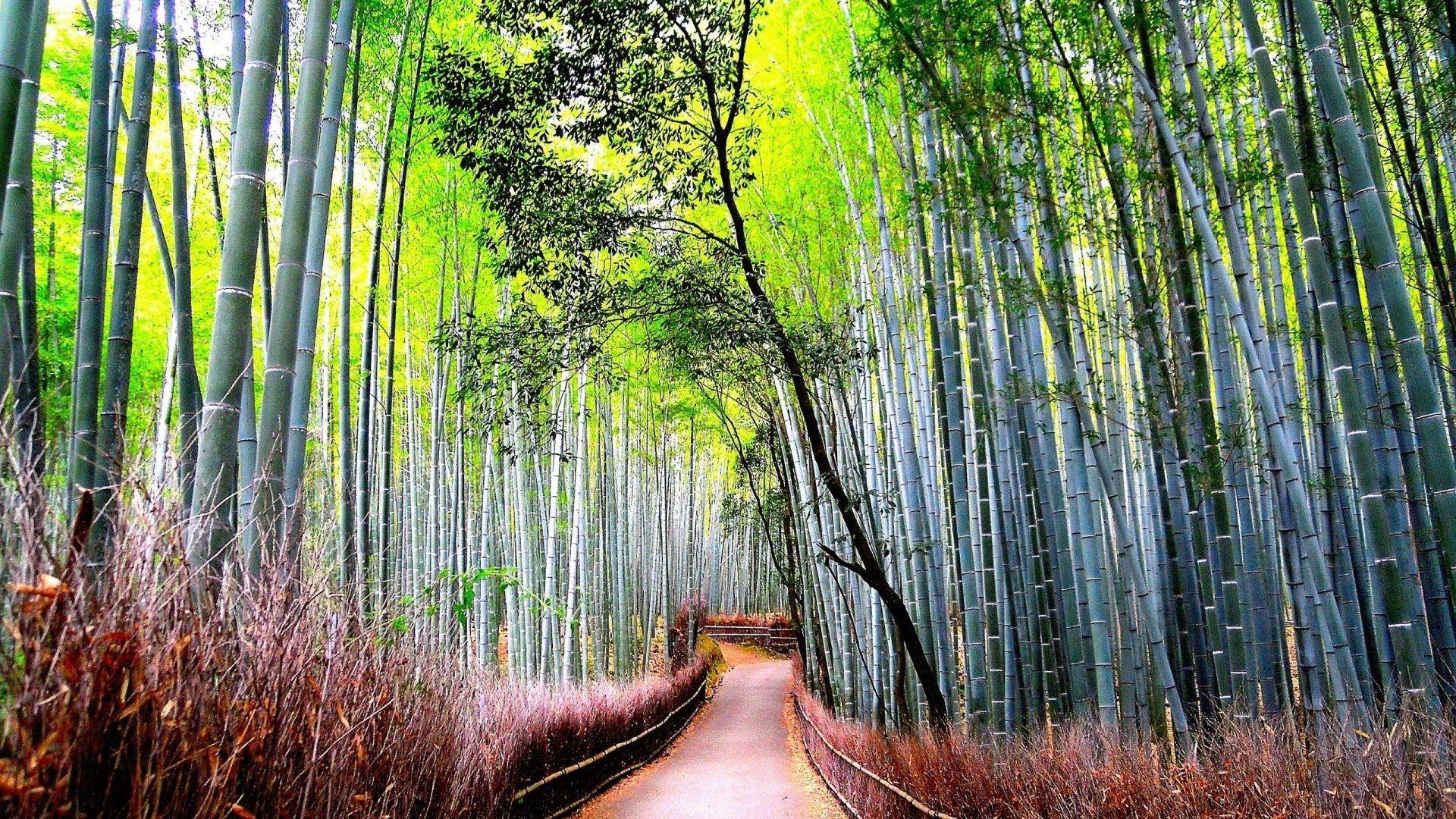 1920x1080 Bamboo Desktop Wallpaperbamboo Desktop Wallpaper 1920x1080 For