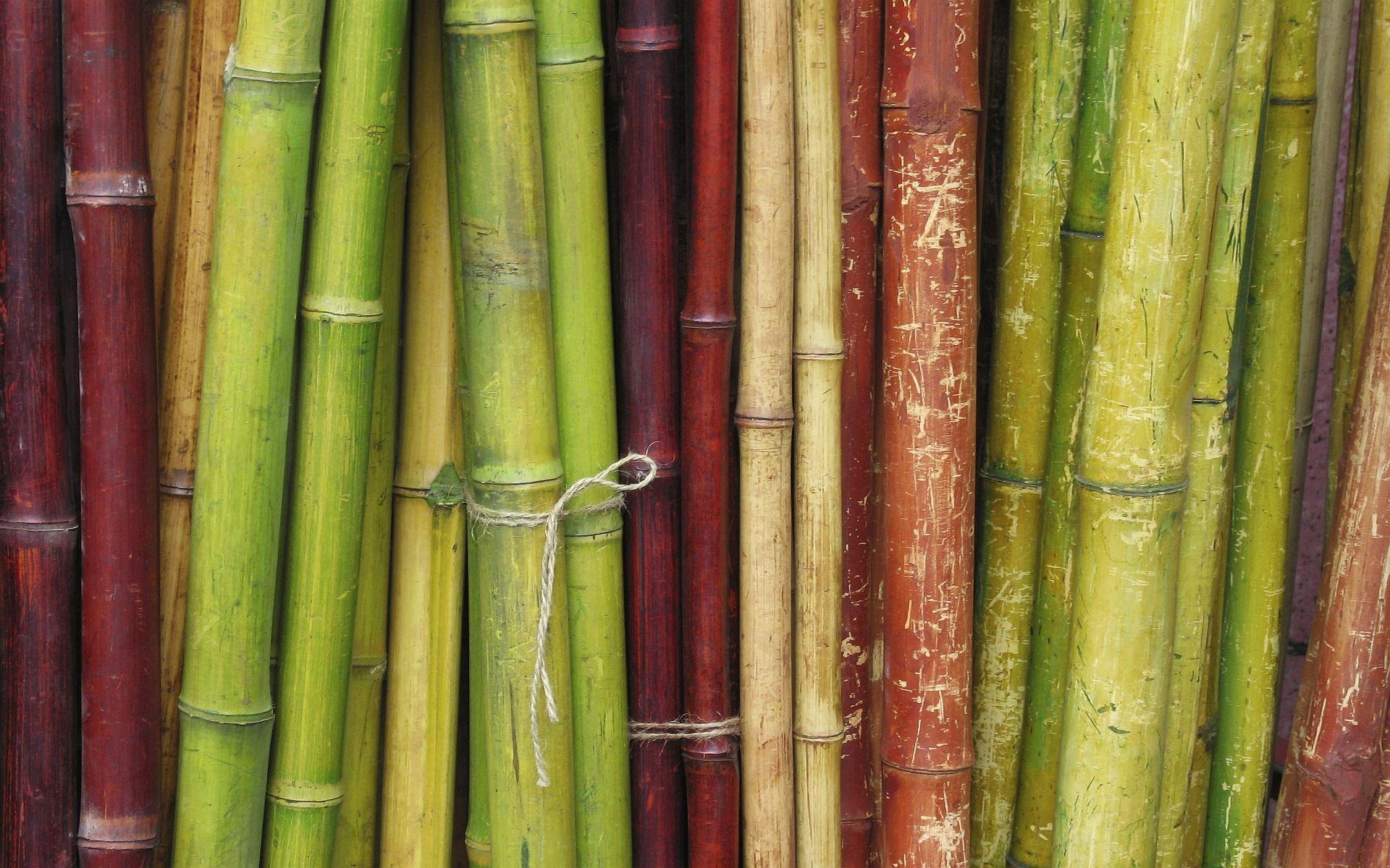 1920x1200 Bamboo Wallpaper 13 - [1920x1200]