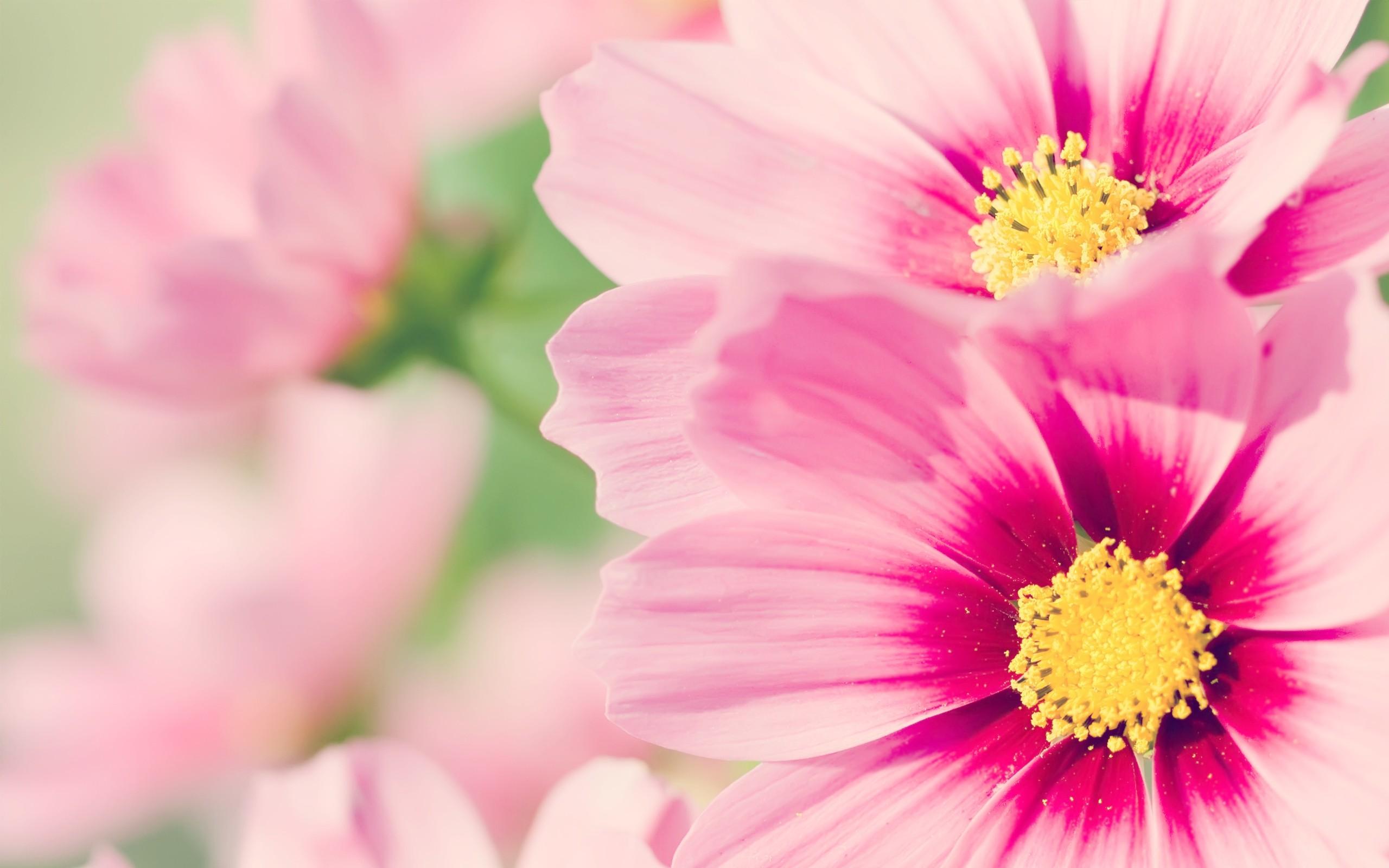 2560x1600 Pink Flowers Wallpaper HD