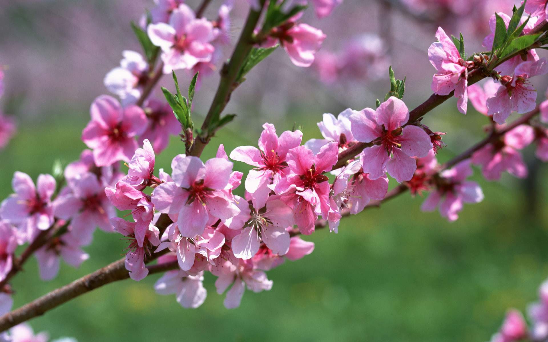 1920x1200 Pretty Pink Flowers Wallpaper 44649 1920x1200px