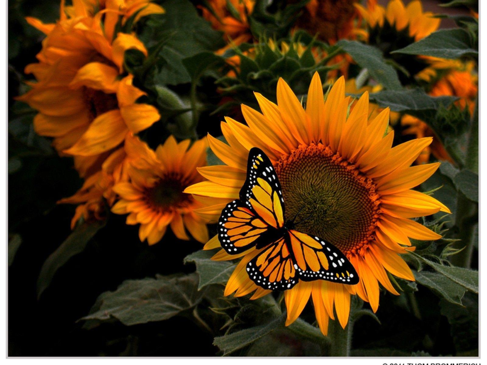 Sunflower and Butterfly Wallpapers Top Free Sunflower and Butterfly Backgrounds WallpaperAccess