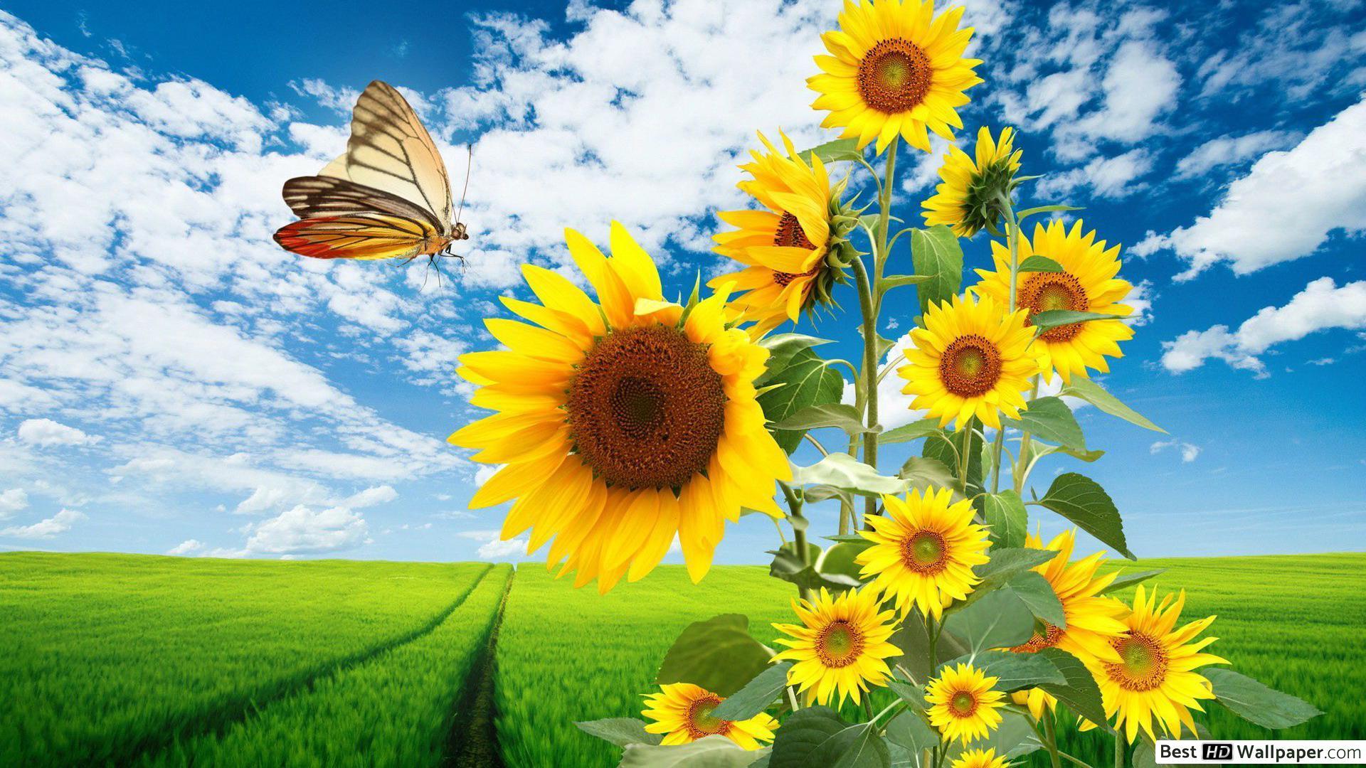 1920x1080 Sunflowers and Butterfly HD wallpaper download