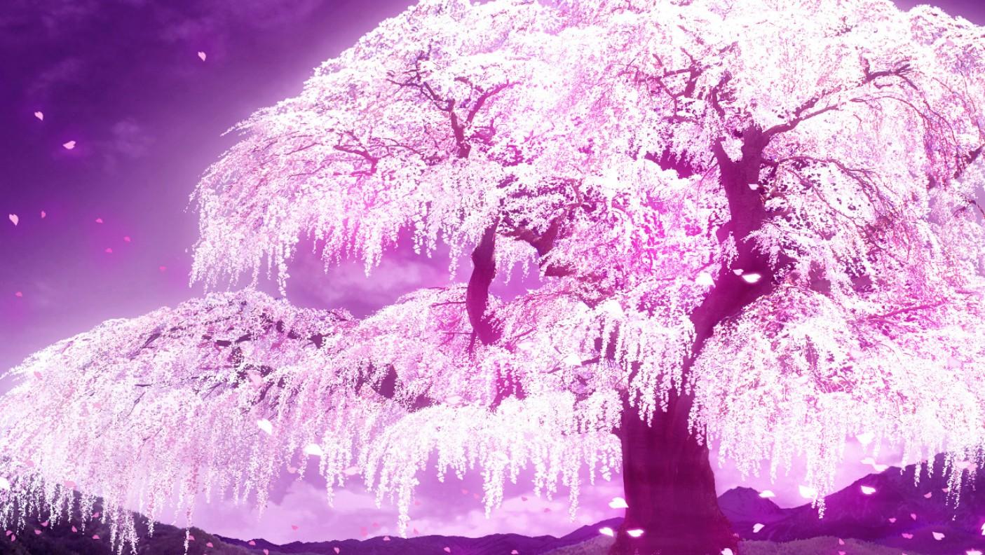 1405x792 Free download Cherry Blossom Tree Anime Cherry Blossom wallpaper ForWallpapercom [1405x792] for your Desktop, Mobile & Tablet. Explore Sakura Tree Wallpaper. Sakura Flower Wallpaper, Cherry Blossom Windows Wallpaper
