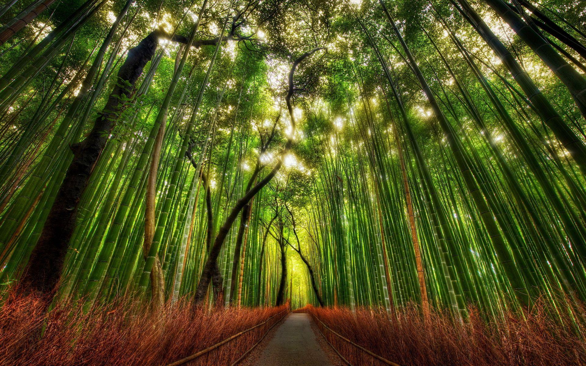 1920x1200 Forest Bamboo HD Desktop Wallpaper, Instagram photo, Background