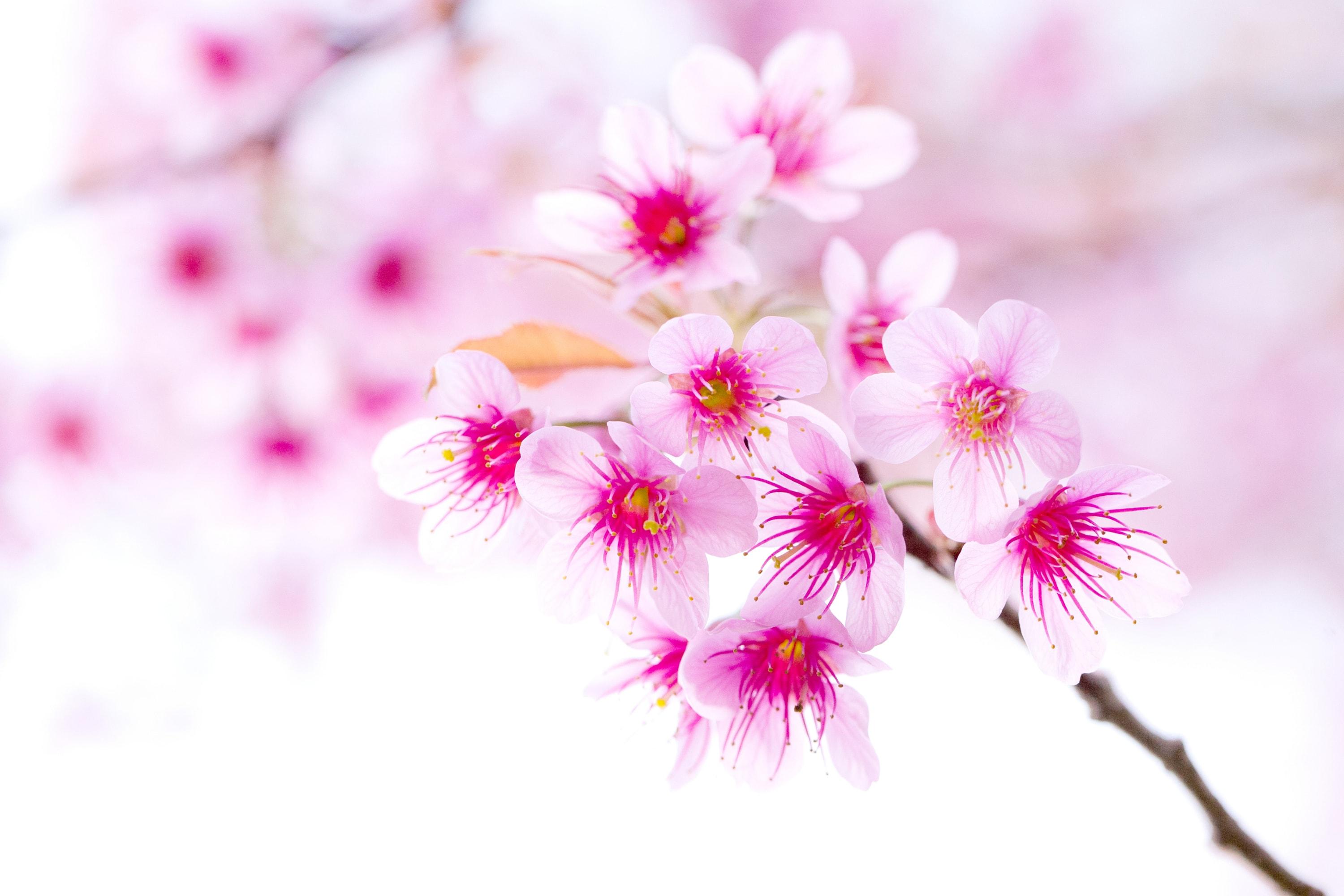 3000x2000 Sakura Flower Full HD Wallpaper Flower Wallpaper HD
