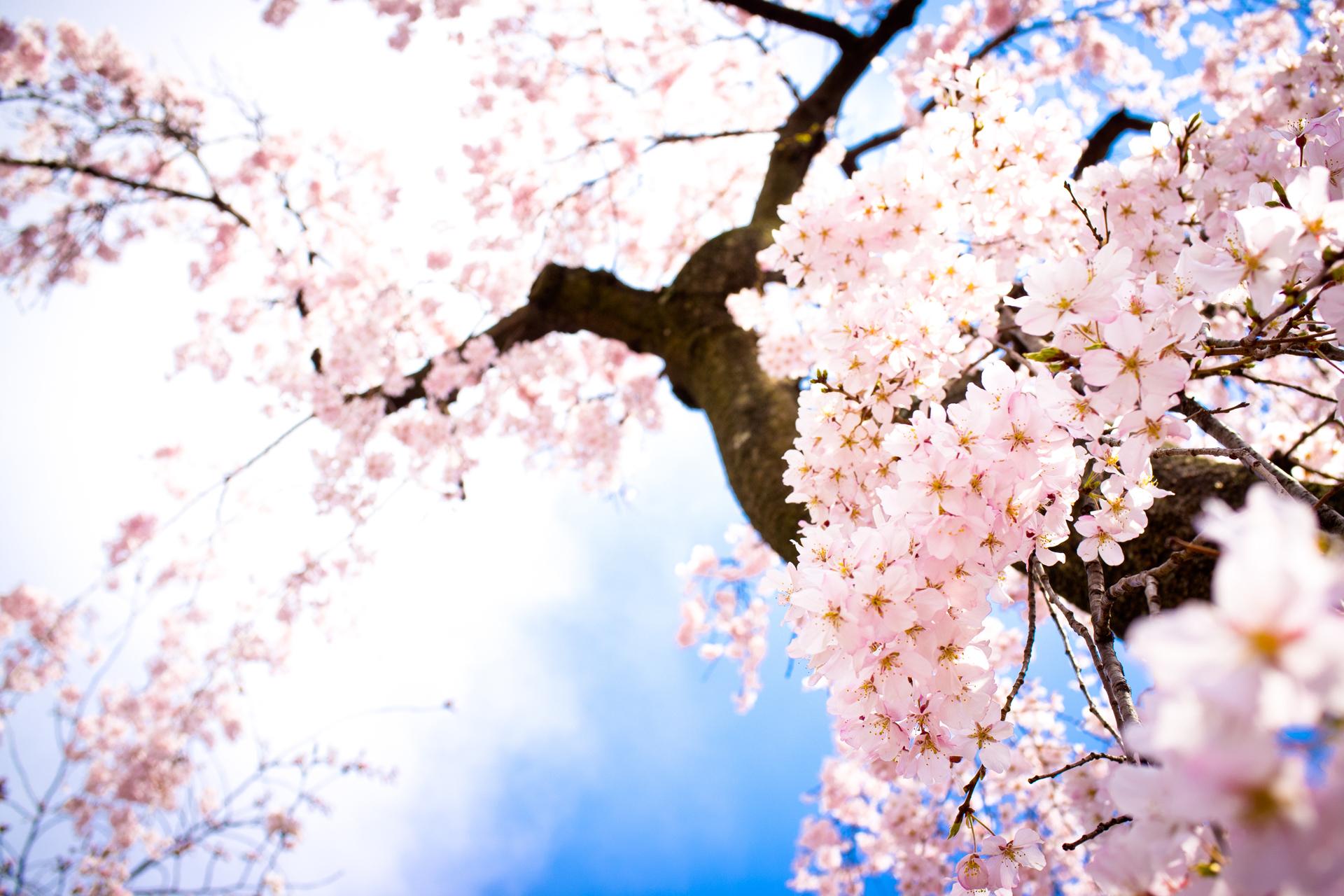 1920x1280 Cherry Blossom Background Anime