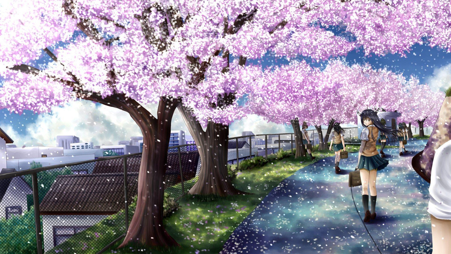 1920x1080 Cherry Blossoms Anime Wallpaper