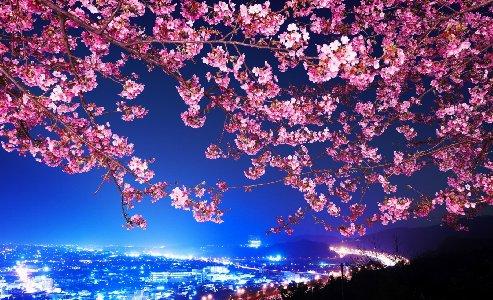 493x300 Mimura Japan Sakura Cherry Blossom Highway City Night Trees Flowers Blossoms Desktop Background Wallpaper