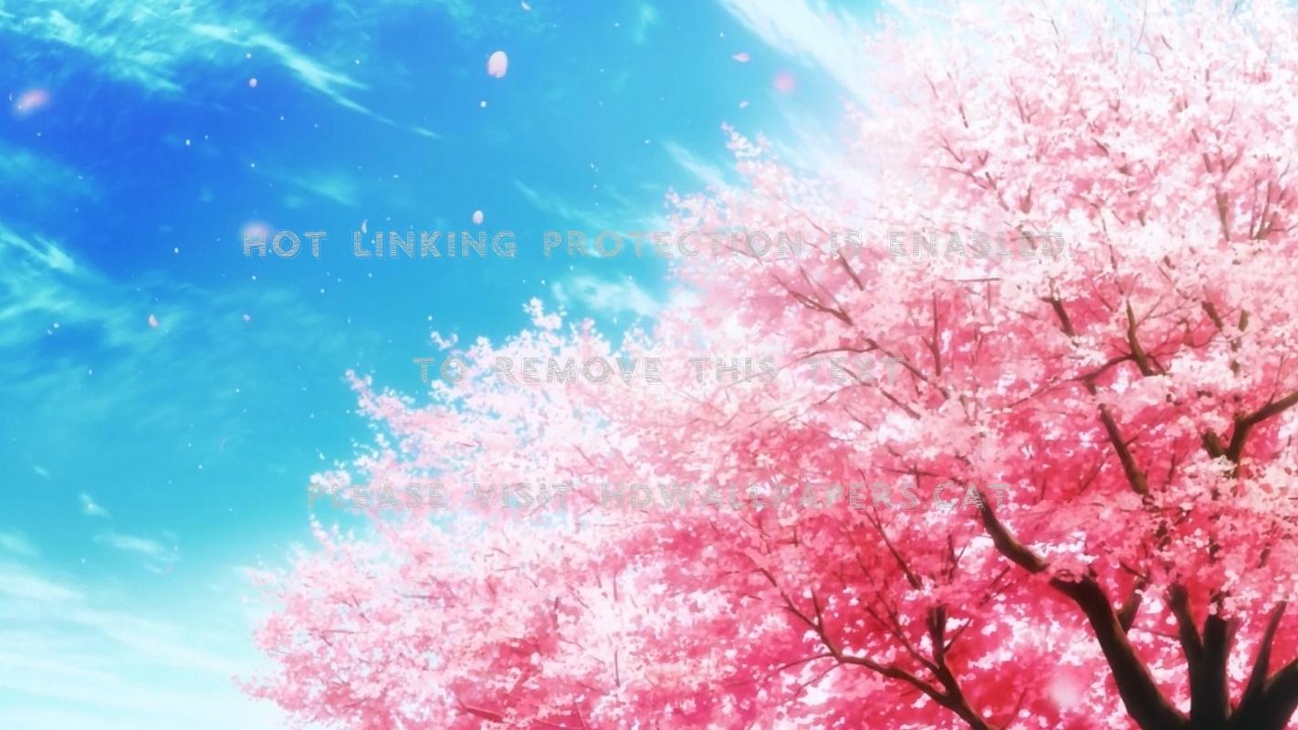 1422x800 anime sakura tree scenery