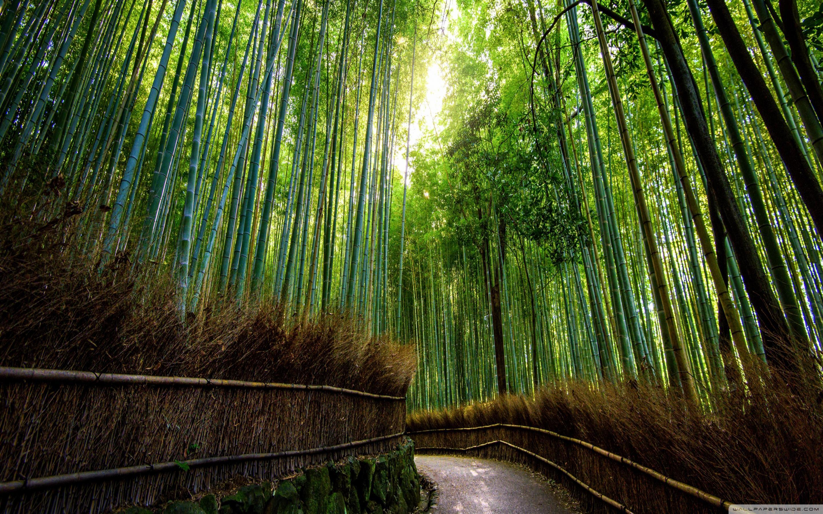 2880x1800 Bamboo Forest Japan Computer Wallpaper 3440x1440 px, 3.27 Mb