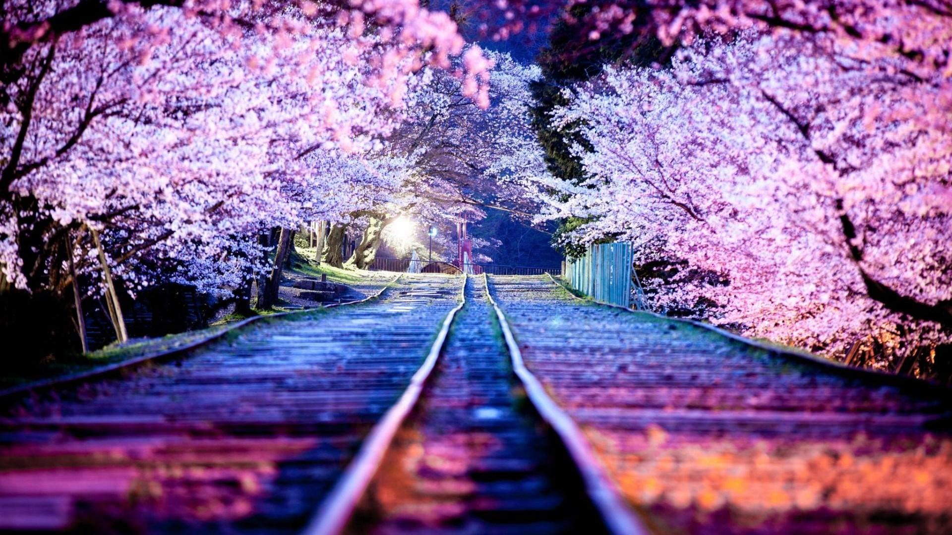 1920x1080 Japanese Cherry Blossom Wallpaper 1920×1080