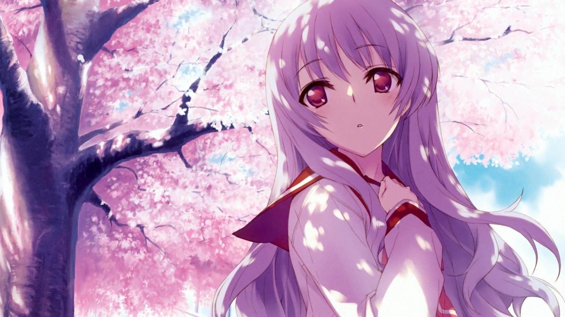1920x1080 HD Wallpaper for theme: sakura tree HD wallpaper, background