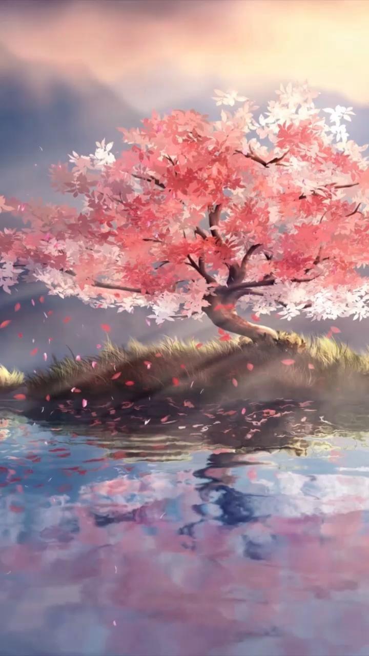 720x1280 Cherry Blossom Wallpaper For iPhone