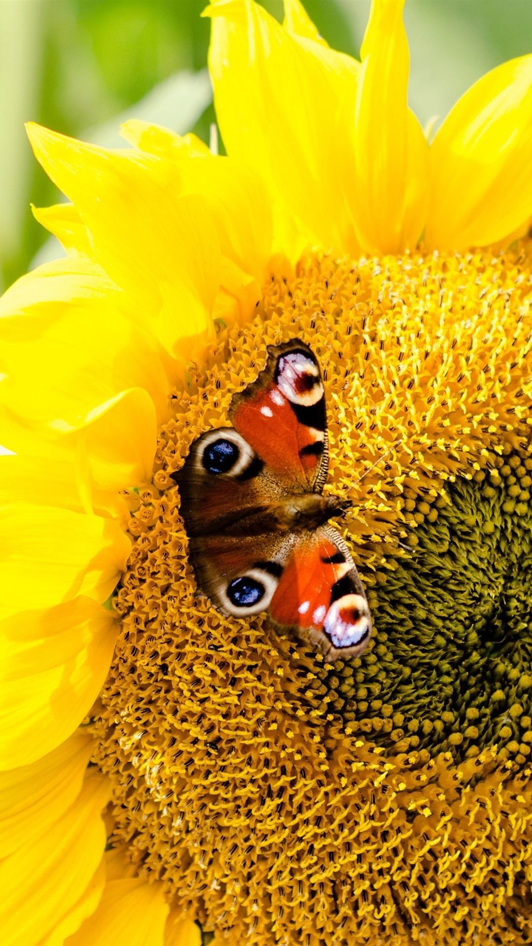 1080x1920 Sunflower And Butterfly, Yellow Petals 1080x1920 IPhone 8 7 6 6S Plus Wallpaper, Background, Picture, Image