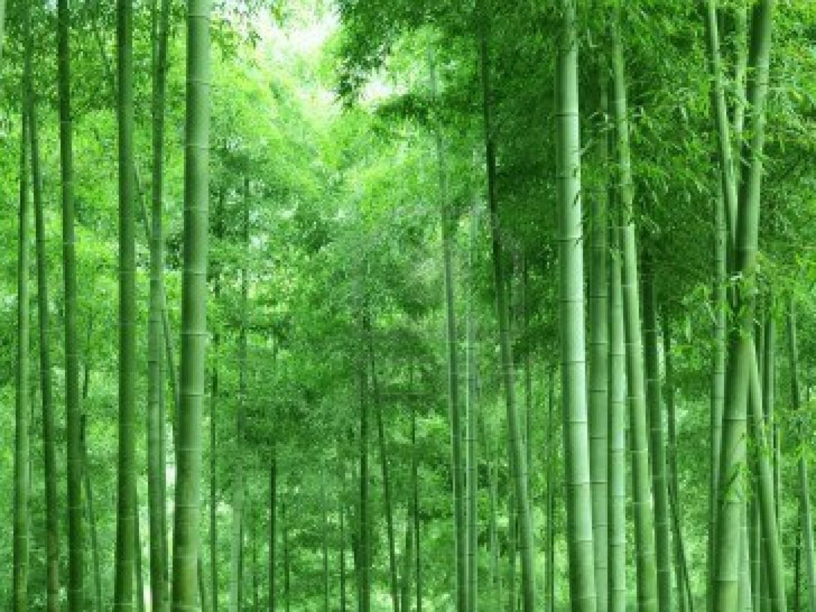 1600x1200 1600x1200px Bamboo Desktop Wallpaper